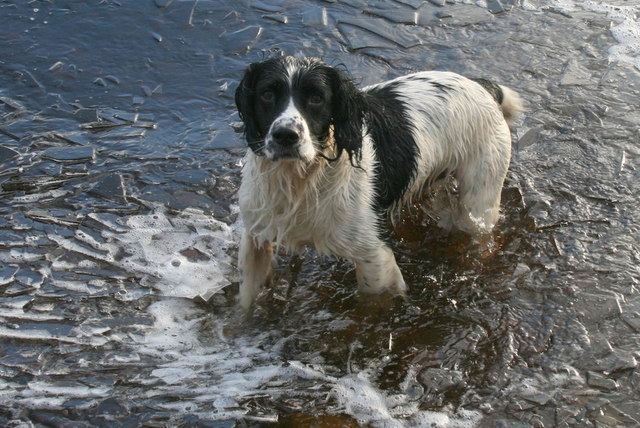 White and black dog walking in the loch