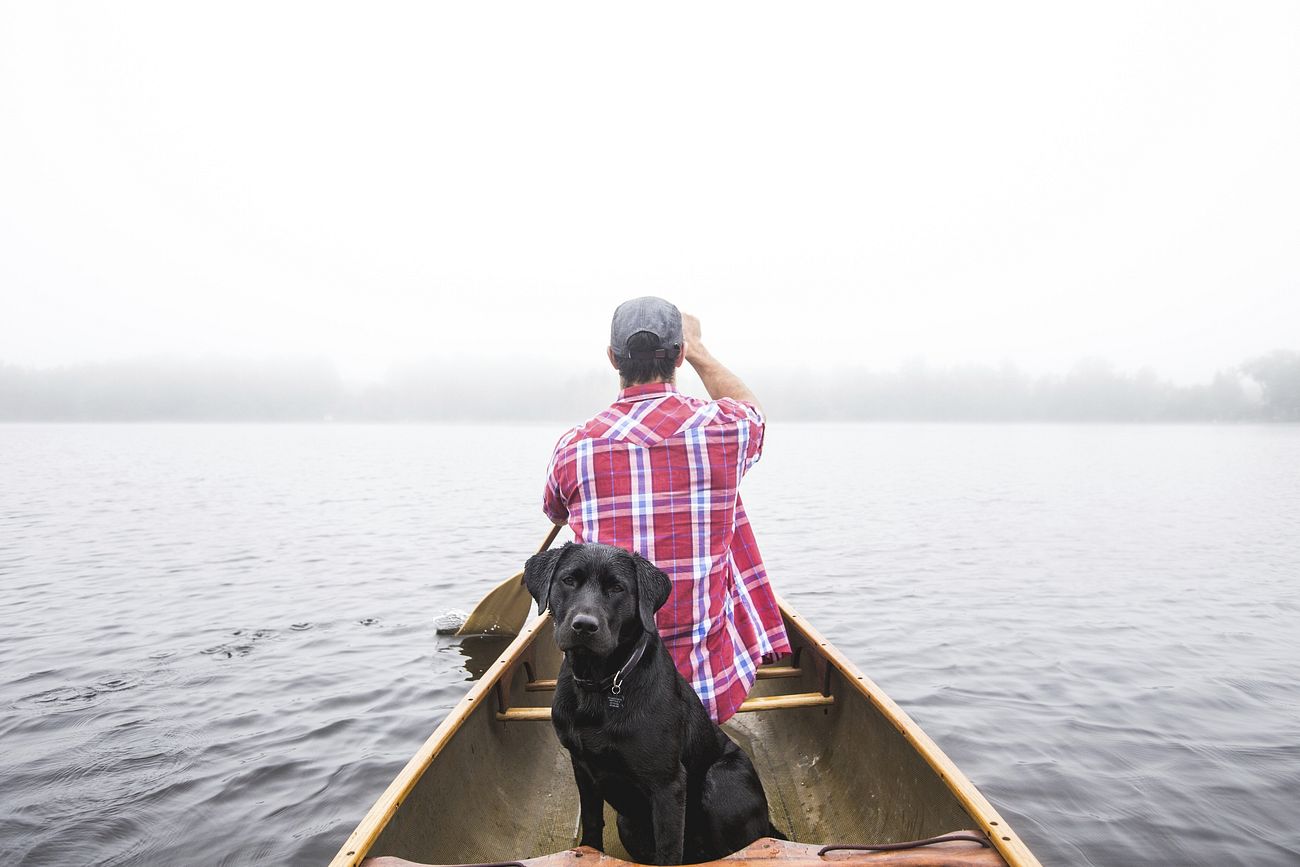 Labrador dog takes a boat