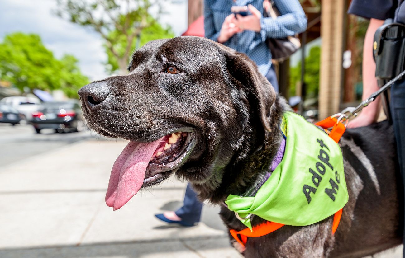 Adopted black Labrador Retriever dog with a green bandana around his neck.