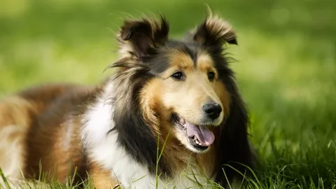 Big dog lying over the green grass